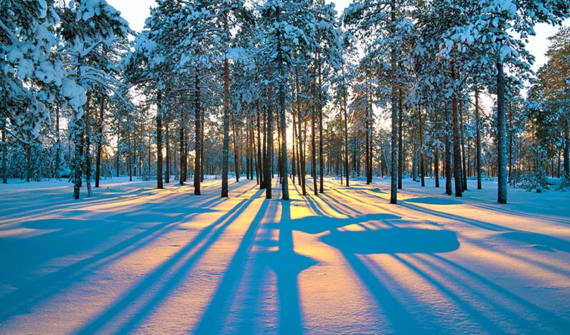 Sunset in a winter forest.