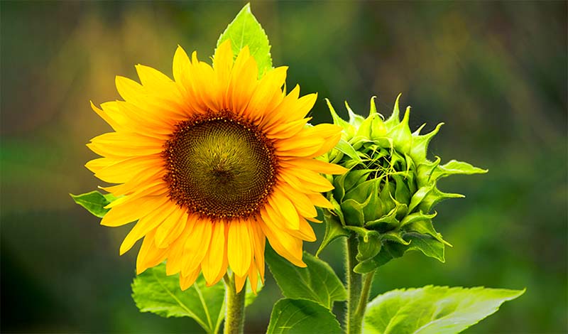 Sunflowers