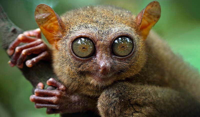 Tarsier (Tarsius Syrichta)