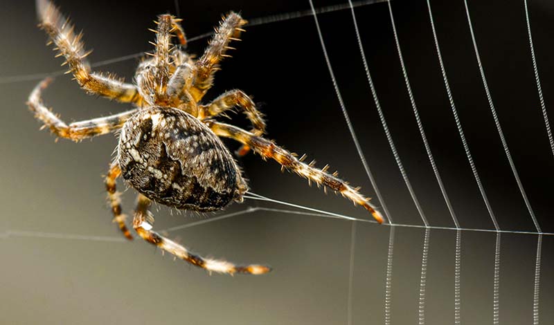 A spider's feet hold a hairy, sticky secret