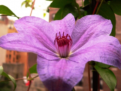 20-Clematis Moonfleet