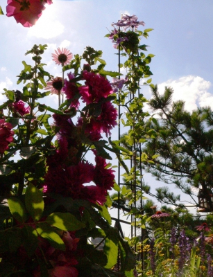 27-Hollyhocks, Echinacea, Salvia, Clematis, Rudbeckia, Pine and one random Rose