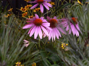 29-Echinacea Prairie Splendor and Rudbeckia Cosmic Eye