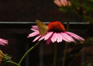 30-Echinacea Prairie Splendor-- Plus one