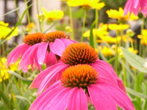 33-Echinacea Pow Wow Wild Berry and Rudbeckia Prairie Sun