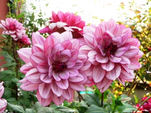 36-Dahlia Creme de Cassis--The gathering