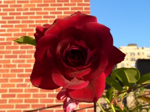 59-Floribunda Rosa Burgundy Iceberg