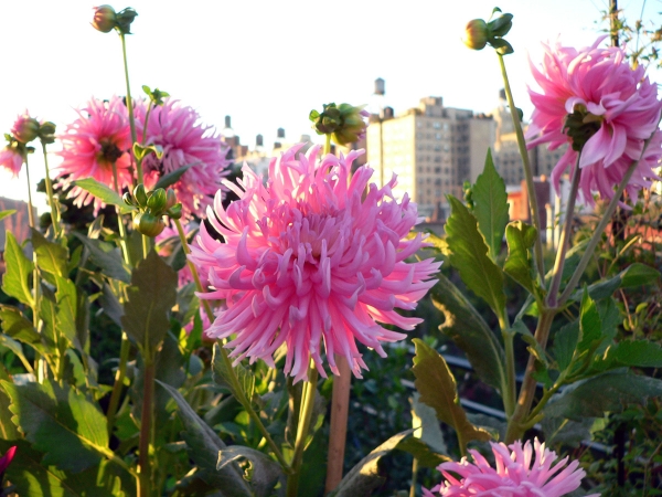 Dahlia Beauty