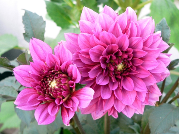 Dahlia Twins