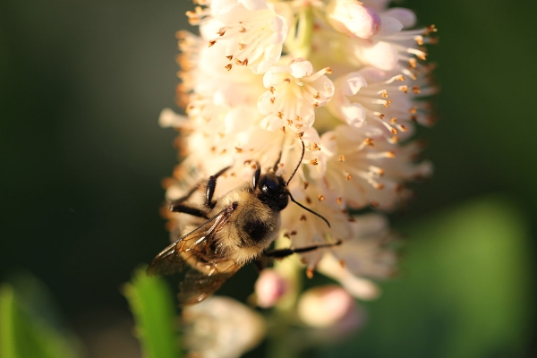 Happy bee